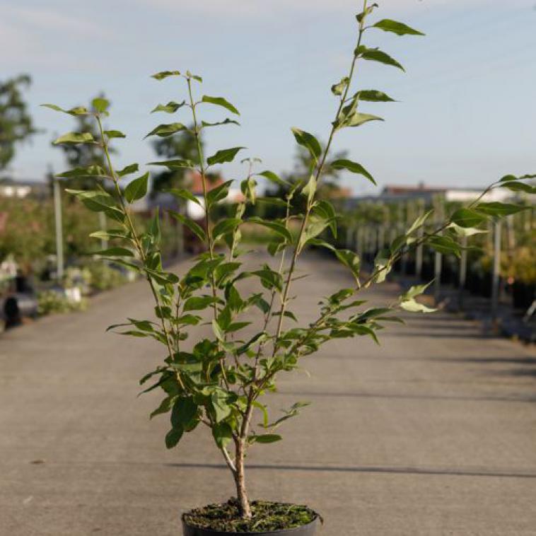 Acer japonicum 'Aconitifolium' - Immergrun / Garden Center Eshop - photo 9