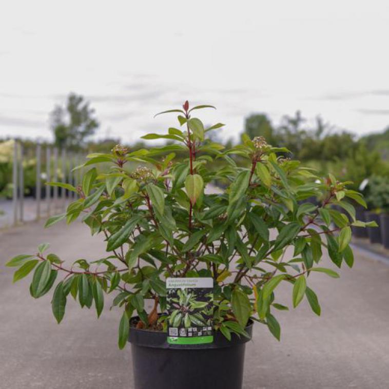 Hydrangea macrophylla 'Mirai' (PBR) - Immergrun / Garden Center Eshop - photo 9