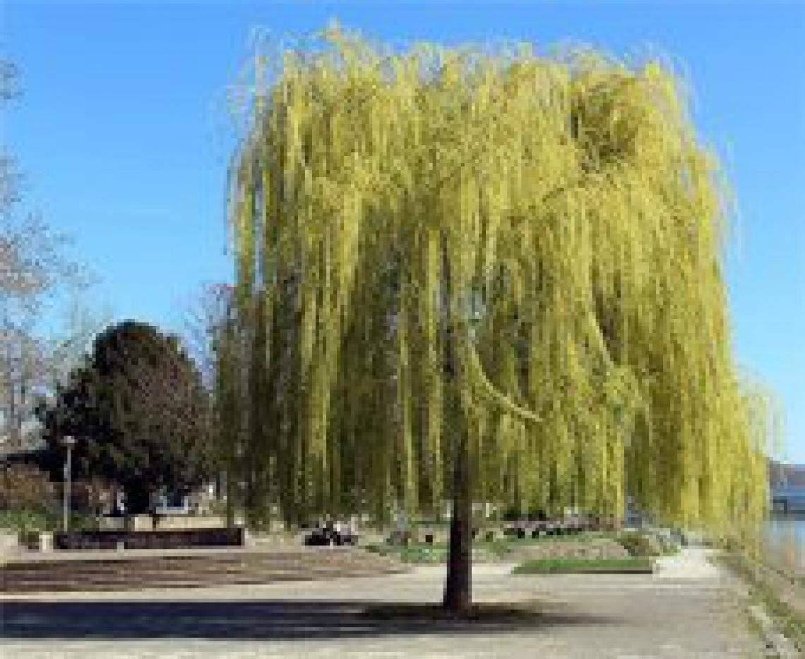 Salix sepulchralis Chrysocoma - Immergrun / Garden Center Eshop - photo 4