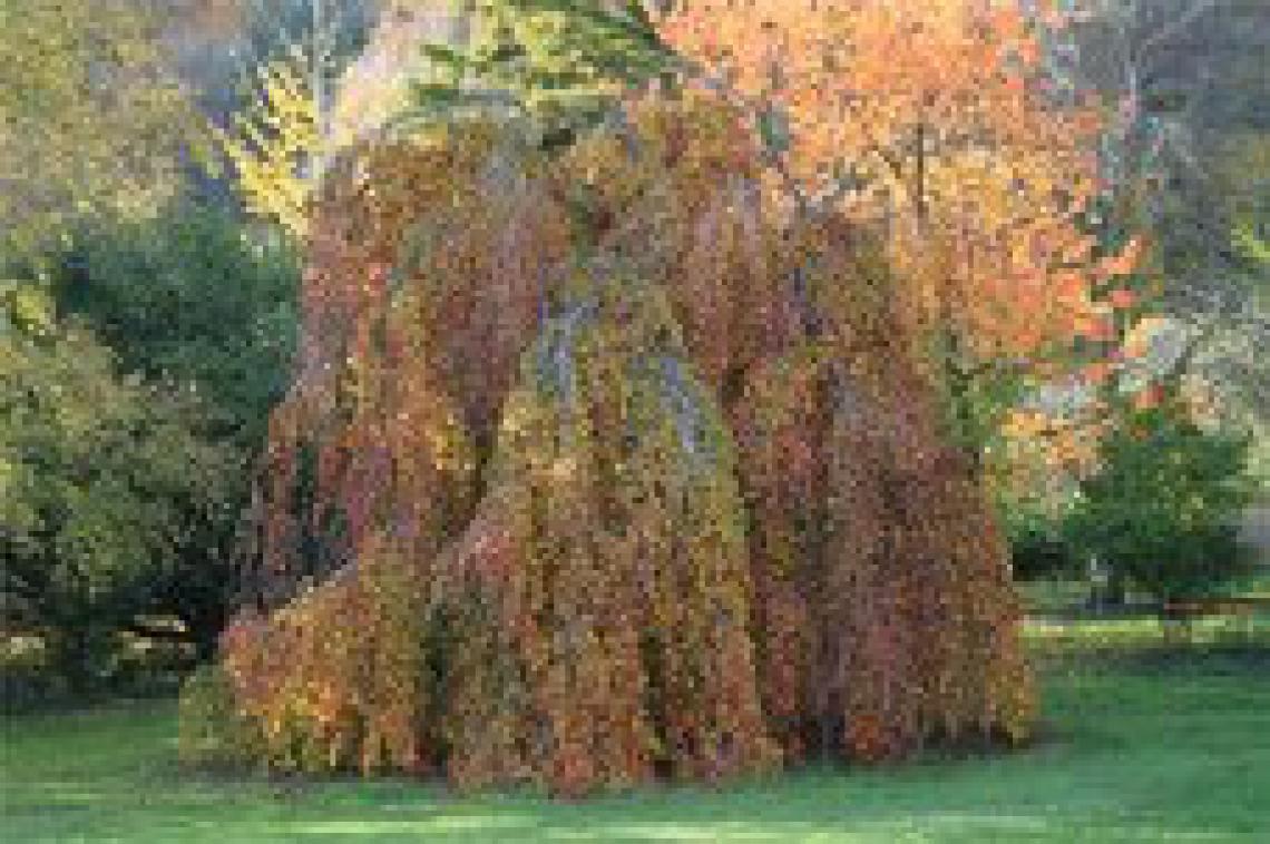Salix sepulchralis Chrysocoma - Immergrun / Garden Center Eshop - photo 13