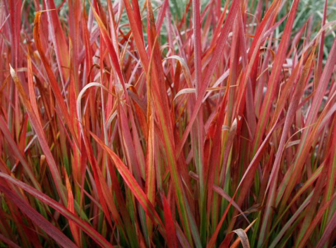 Carex m. Variegata - Immergrun / Garden Center Eshop - photo 7