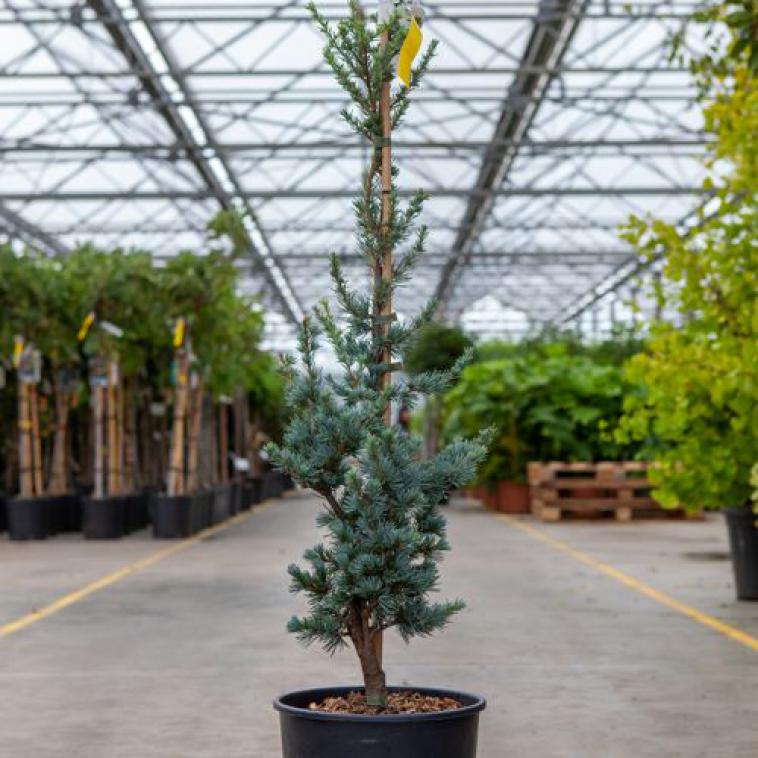 Pinus mugo 'Benjamin' - Immergrun / Garden Center Eshop - photo 7