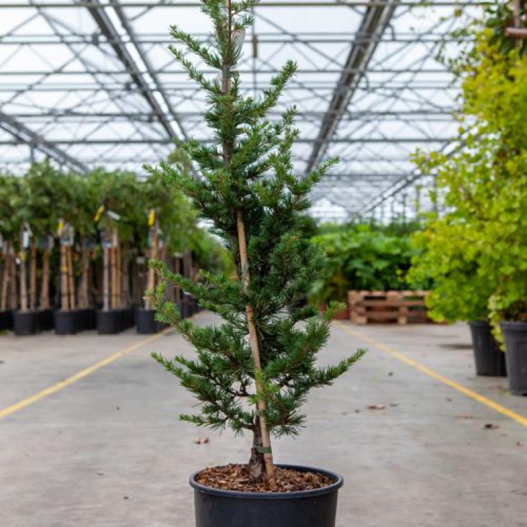 Pinus strobus 'Minima' - Immergrun / Garden Center Eshop - photo 10