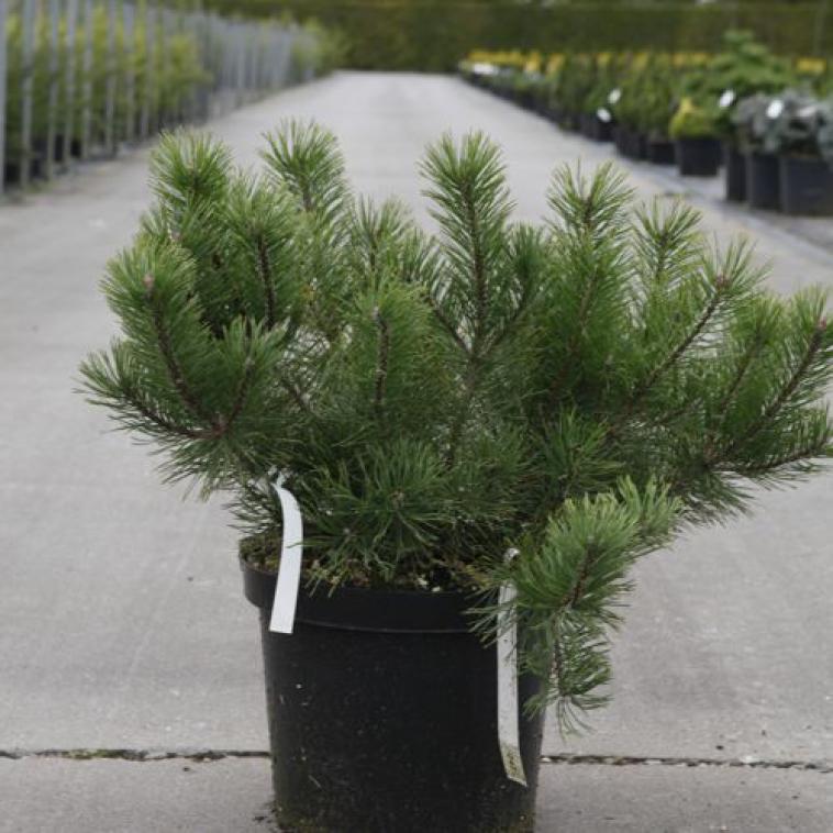 Pinus mugo 'Mops' - Immergrun / Garden Center Eshop - photo 7