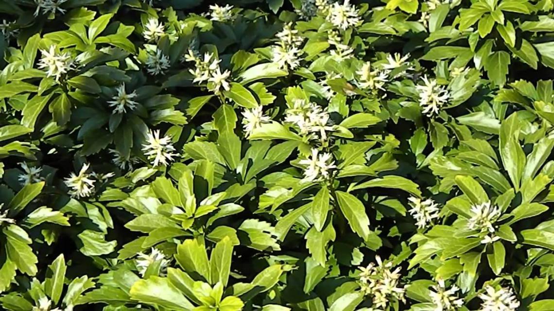 Hydrangea macrophylla 'Mirai' (PBR) - Immergrun / Garden Center Eshop - photo 7