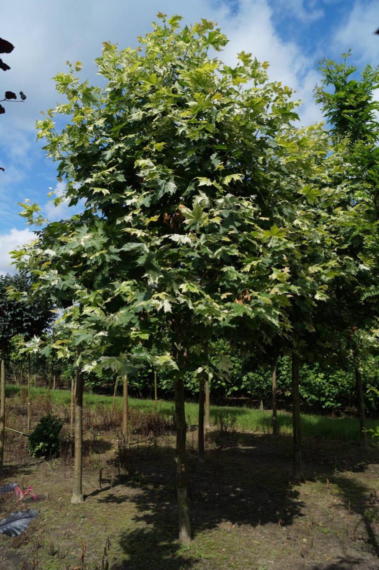 Acer platanoides 'Drummondii' - Immergrun / Garden Center Eshop - photo 9
