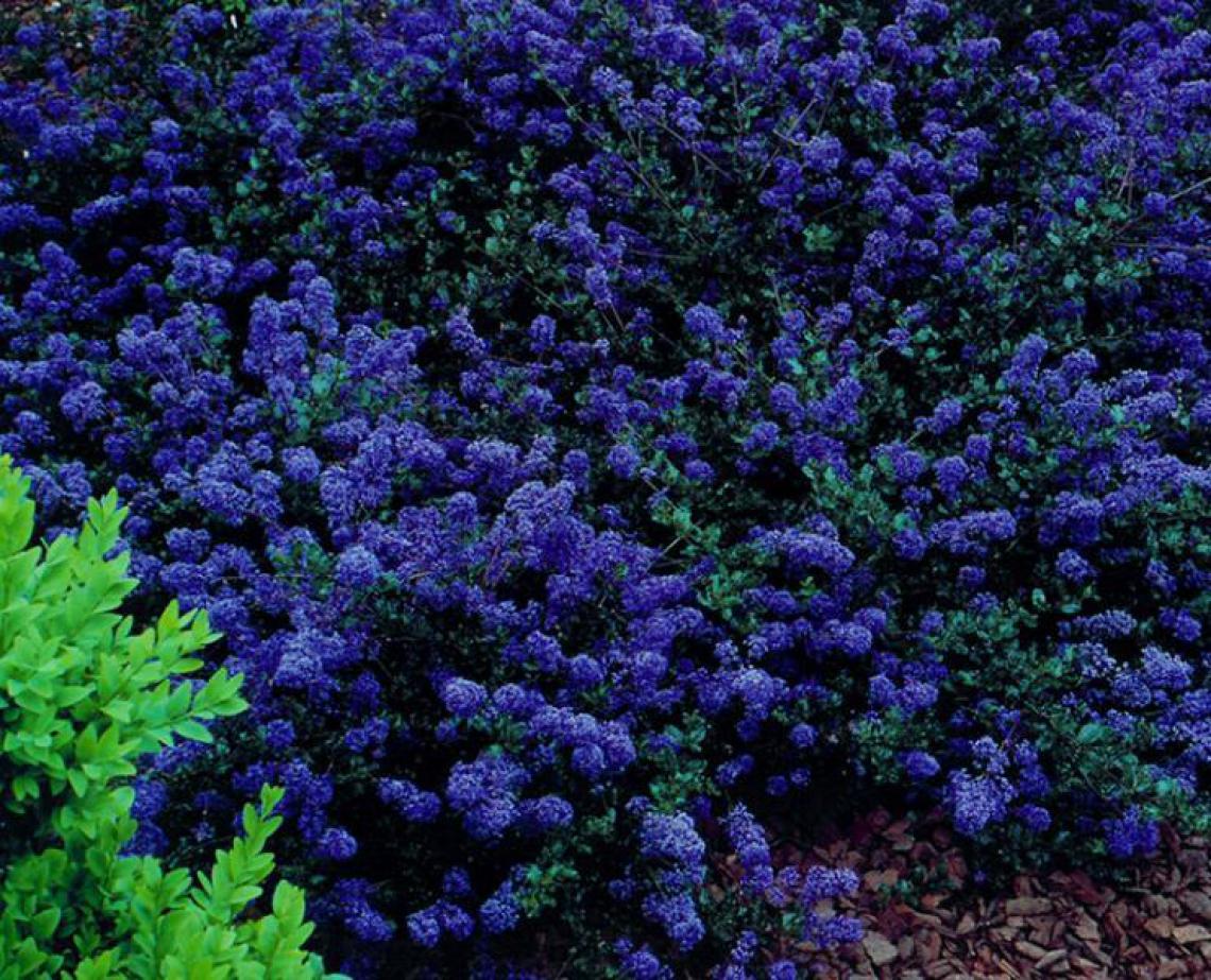 Ceanothus 'Blue Sapphire®' Noble® - Immergrun / Garden Center Eshop - photo 3