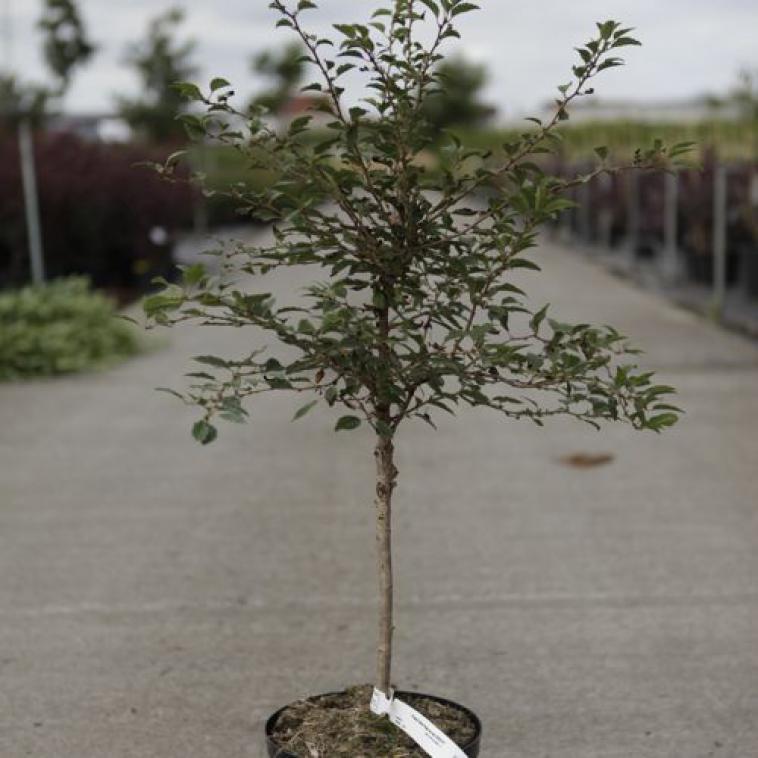Prunus incisa 'Kojou-no-mai' NOBLE® - Immergrun / Garden Center Eshop - photo 4