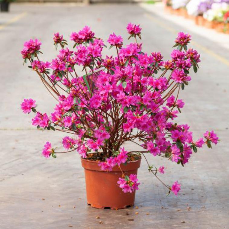 Rhododendron (AJ) 'Hino Crimson' - Immergrun / Garden Center Eshop - photo 9