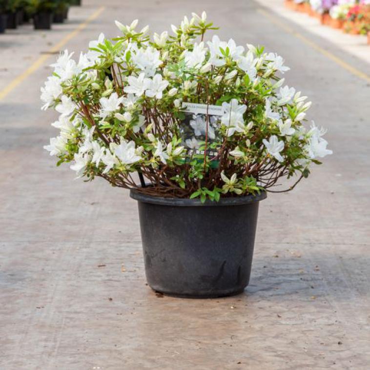 Rhododendron 'Cunningham's White' - Immergrun / Garden Center Eshop - photo 6