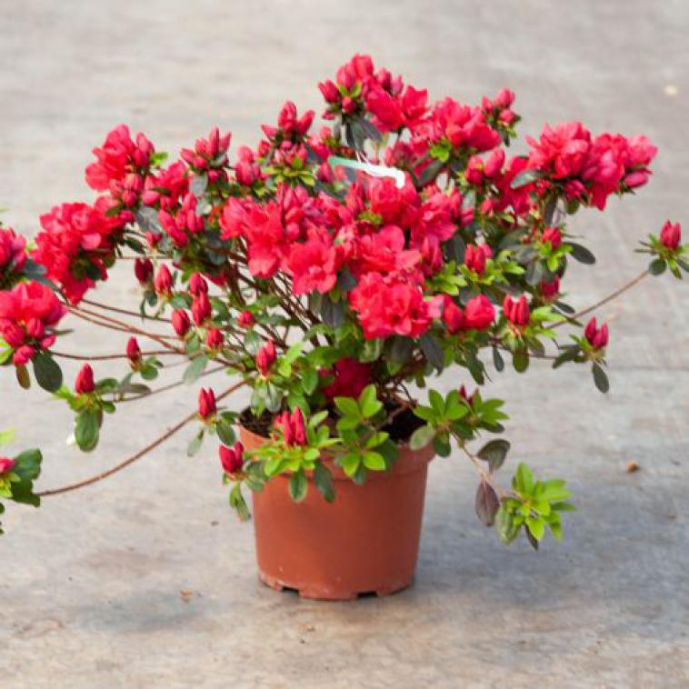 Rhododendron (AJ) 'Moederkensdag' - Immergrun / Garden Center Eshop - photo 6