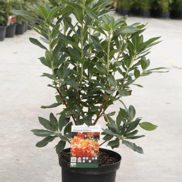 Rhododendron (AJ) 'Palestrina' - Immergrun / Garden Center Eshop - photo 10