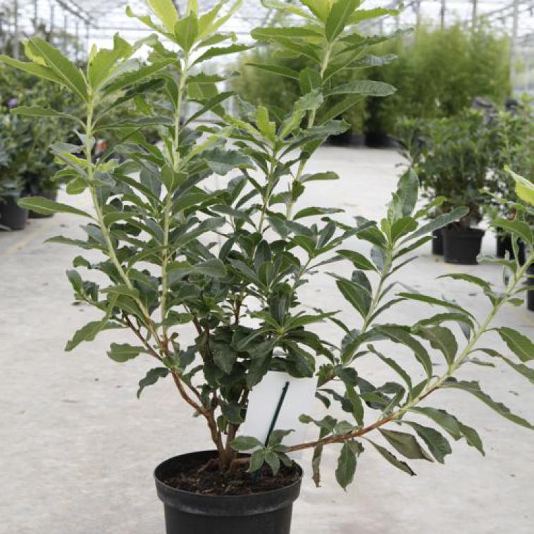 Rhododendron (AJ) 'Stewartstonian' - Immergrun / Garden Center Eshop - photo 10