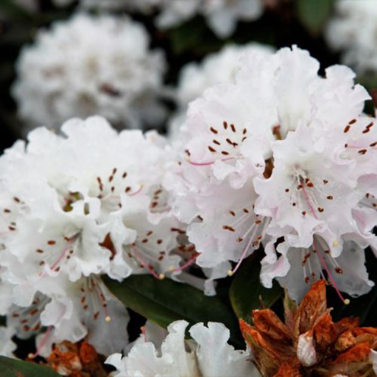 Rhododendron 'Catawbiense Grandiflorum' - Immergrun / Garden Center Eshop - photo 6