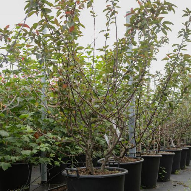 Prunus 'Okame' - Immergrun / Garden Center Eshop - photo 9