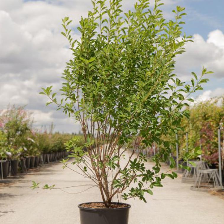 Prunus laurocerasus 'Rotundifolia' - Immergrun / Garden Center Eshop - photo 12