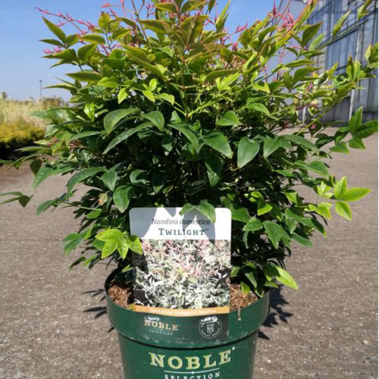 Exochorda racemosa 'Niagara' Noble (PBR) - photo 11
