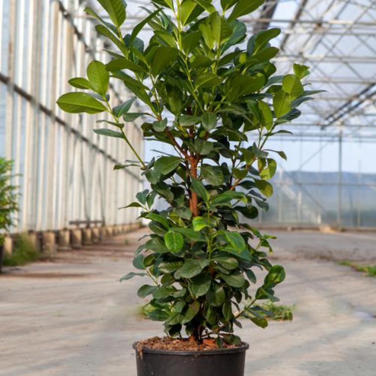 Prunus laurocerasus ETNA (PBR) - Immergrun / Garden Center Eshop - photo 3