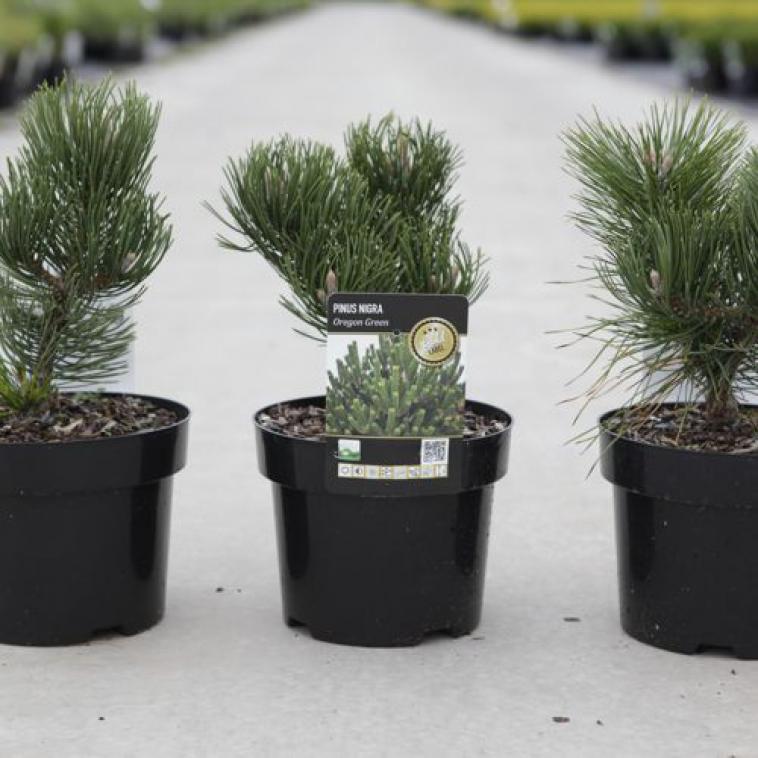 Pinus nigra 'Oregon Green' (PBR) - Immergrun / Garden Center Eshop - photo 3