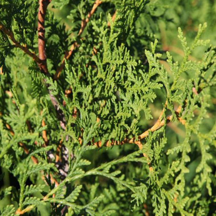 Juniperus horizontalis 'Limeglow' - Immergrun / Garden Center Eshop - photo 13