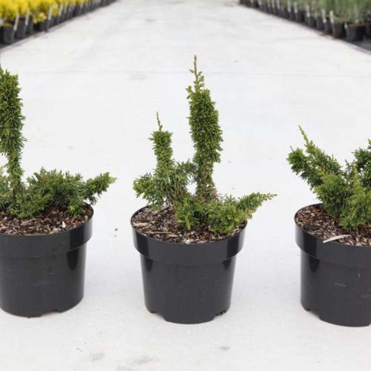 Juniperus horizontalis 'Wiltonii' - Immergrun / Garden Center Eshop - photo 8