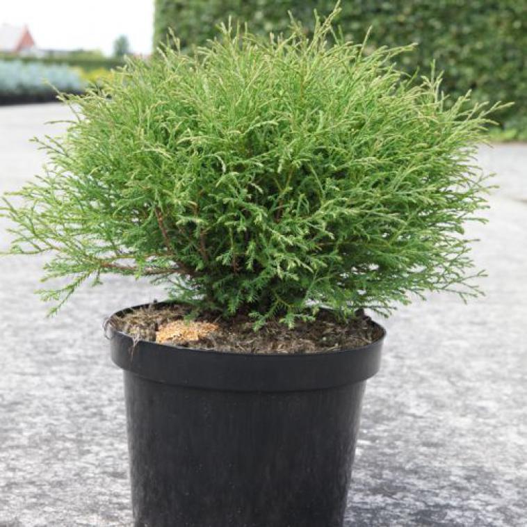 Juniperus chinensis 'Expansa Variegata' - Immergrun / Garden Center Eshop - photo 10