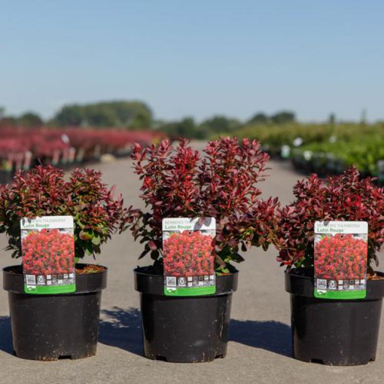 Cercis canadensis 'Forest Pansy' - Immergrun / Garden Center Eshop - photo 6