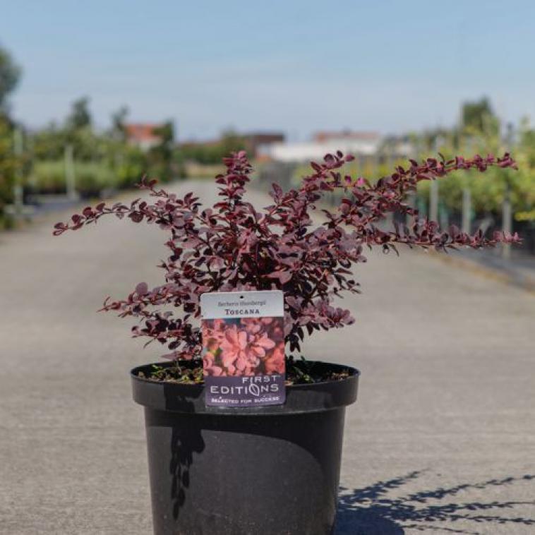 Hydrangea serrata AVELROZ (PBR) - Immergrun / Garden Center Eshop - photo 12