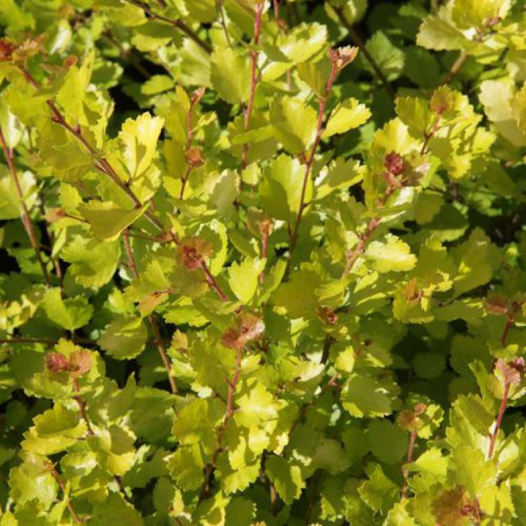 Acer palmatum 'Osakazuki' - Immergrun / Garden Center Eshop - photo 10