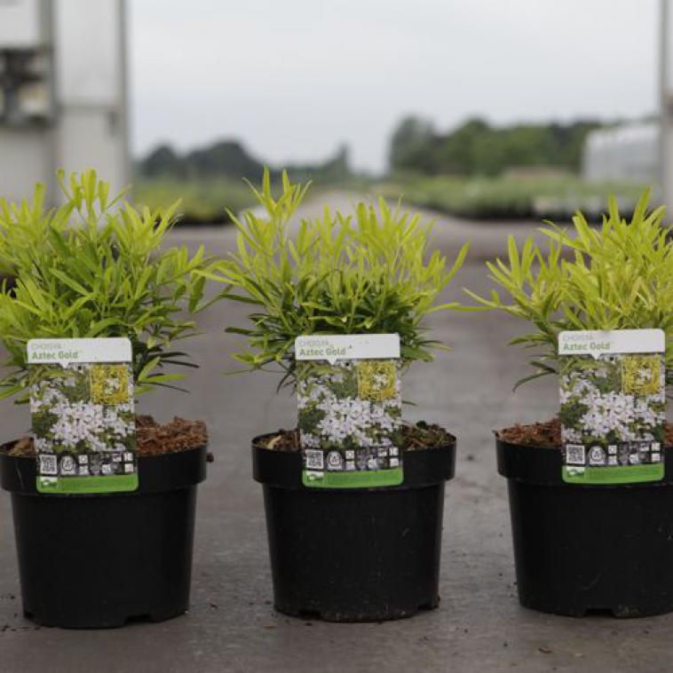 Hydrangea macrophylla 'Mirai' (PBR) - Immergrun / Garden Center Eshop - photo 8
