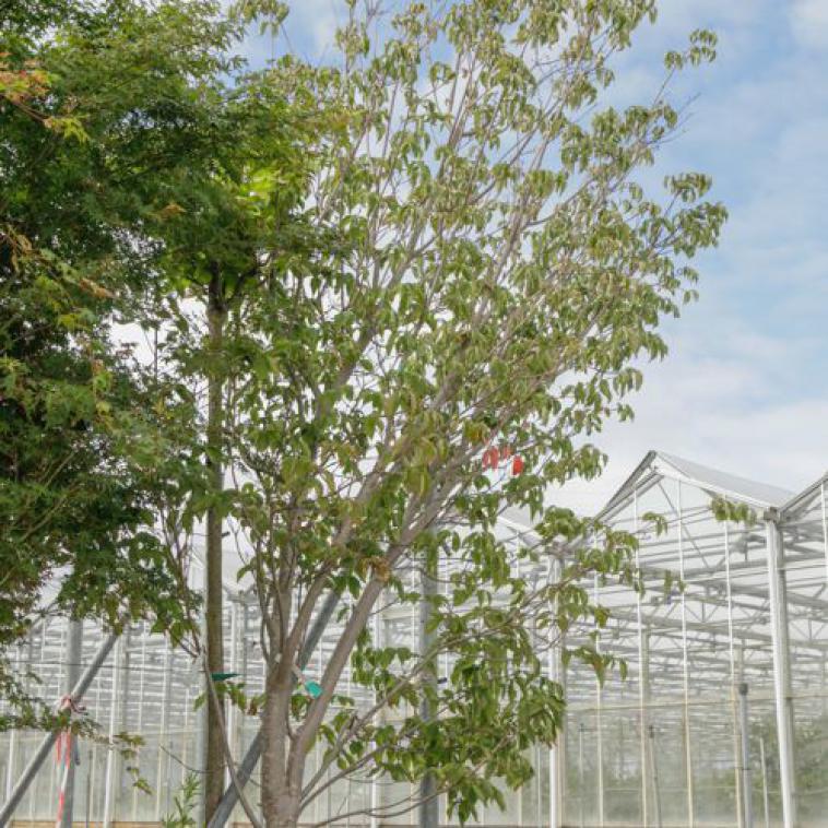 Acer palmatum 'Orange Dream' - Immergrun / Garden Center Eshop - photo 9