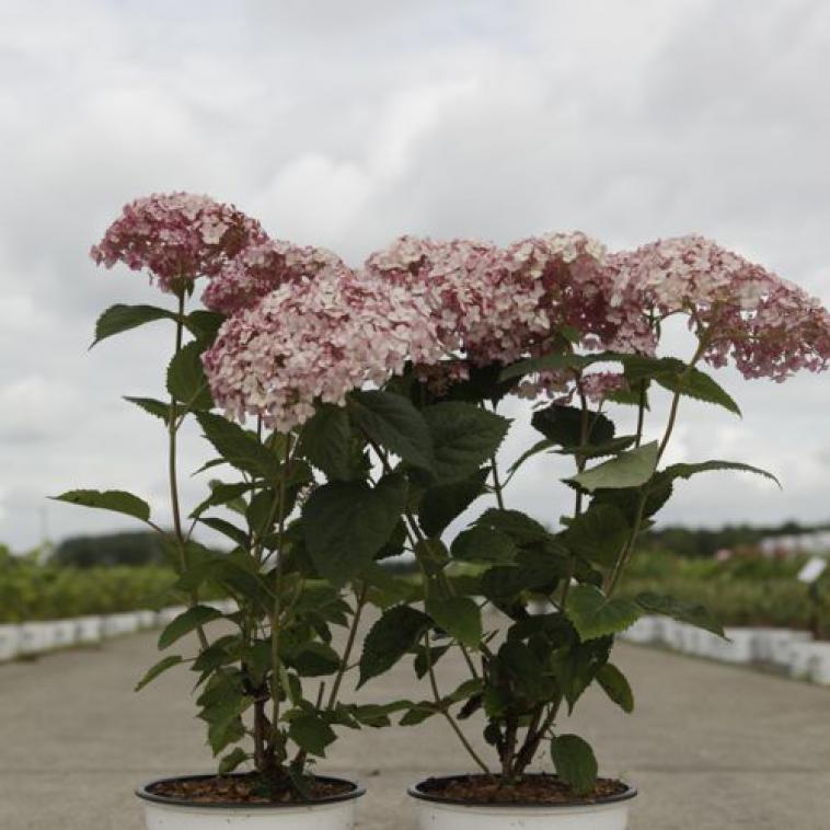 Hydrangea arborescens SWEET ANNABELLE Proven Winners® (PBR) - photo 3