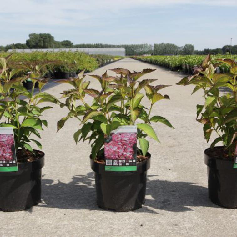 Rhus typhina TIGER EYES® FIRST EDITIONS® (PBR) - photo 9
