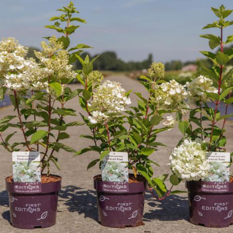 Hydrangea paniculata 'Tickled Pink®' FIRST EDITIONS® - photo 4