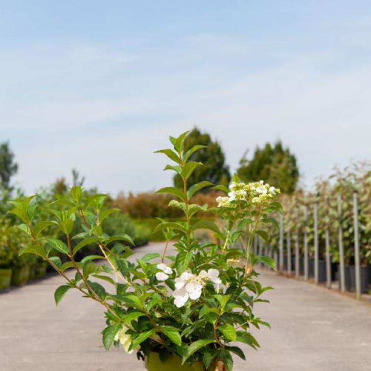 Hydrangea macrophylla 'Alpengluehen' - Immergrun / Garden Center Eshop - photo 8