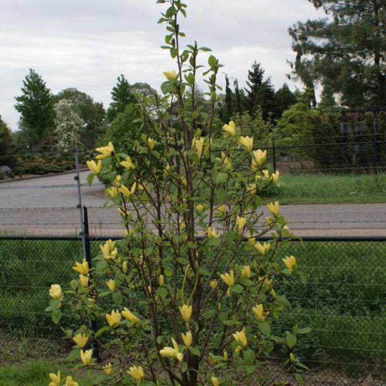 Magnolia 'Daphne' Noble® - Immergrun / Garden Center Eshop - photo 3