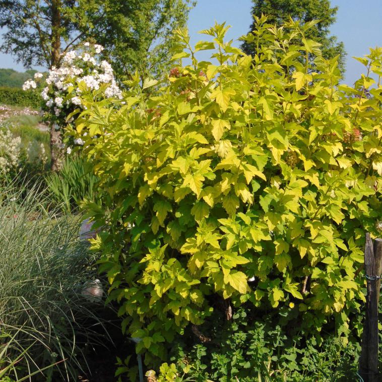 Cornus alternifolia 'Argentea' - Immergrun / Garden Center Eshop - photo 9