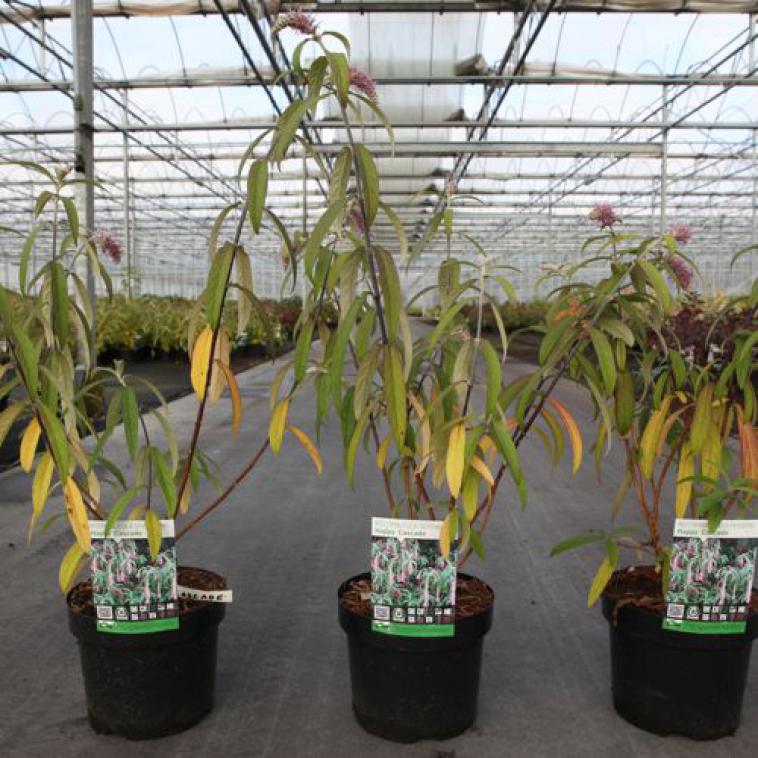 Hydrangea macrophylla Endless Summer® TWIST & SHOUT - photo 8