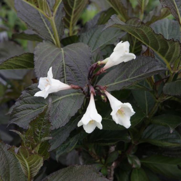 Magnolia soulangeana 'Alba Superba' - Immergrun / Garden Center Eshop - photo 9