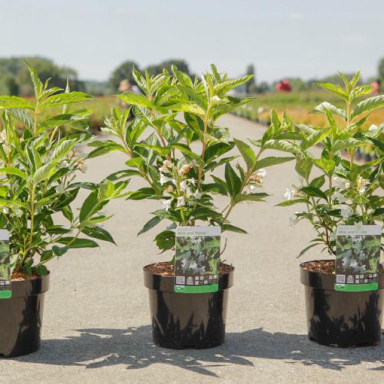 Hydrangea arborescens SWEET ANNABELLE Proven Winners® (PBR) - photo 9