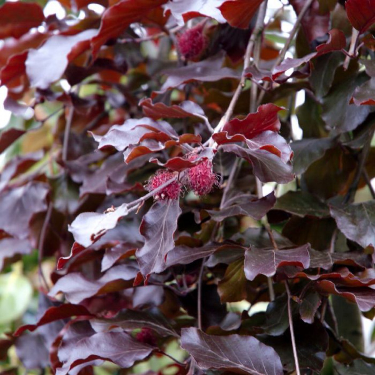 Prunus incisa 'Kojou-no-mai' NOBLE® - Immergrun / Garden Center Eshop - photo 9