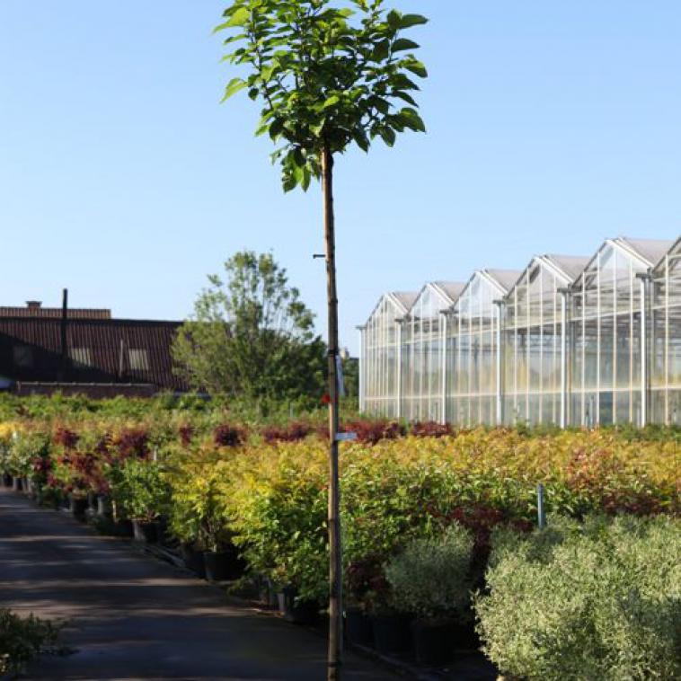 Acer platanoides 'Drummondii' - Immergrun / Garden Center Eshop - photo 7