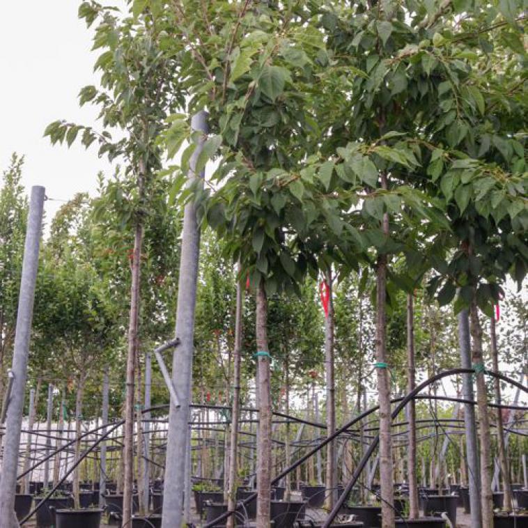 Prunus incisa 'Kojou-no-mai' NOBLE® - Immergrun / Garden Center Eshop - photo 9