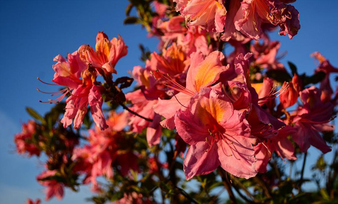 Rhododendron 'Madame Masson' - Immergrun / Garden Center Eshop - photo 11