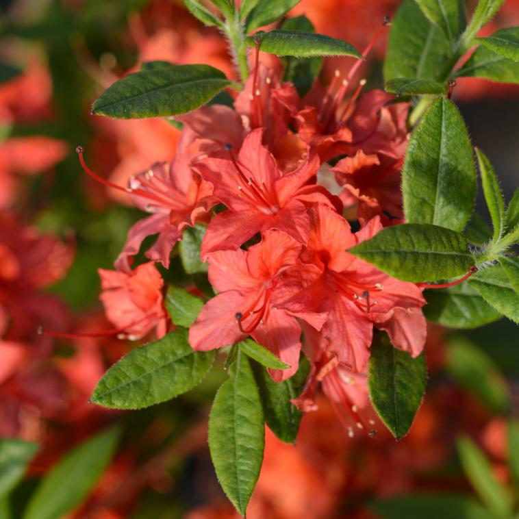Rhododendron (AK) 'Electric Lights Red' - Immergrun / Garden Center Eshop - photo 4