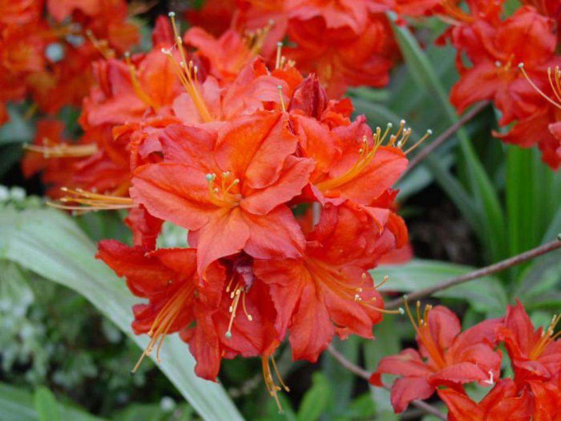 Rhododendron 'Tortoiseshell Orange' - Immergrun / Garden Center Eshop - photo 7