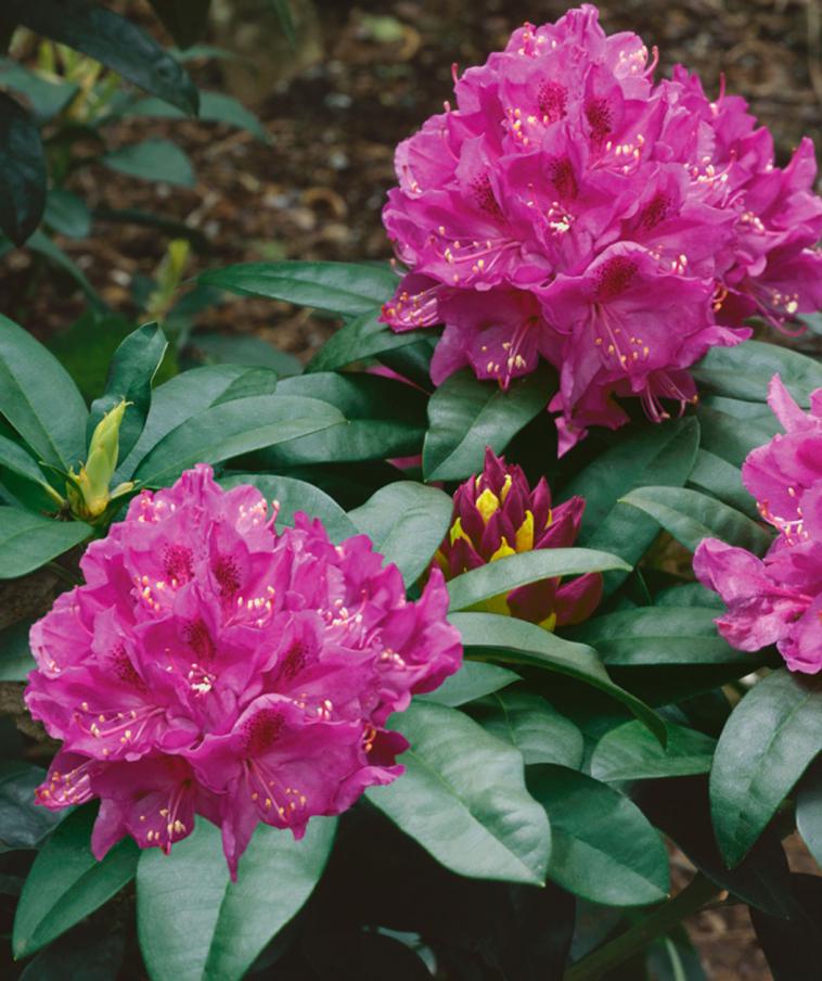Rhododendron (AJ) 'Stewartstonian' - Immergrun / Garden Center Eshop - photo 8