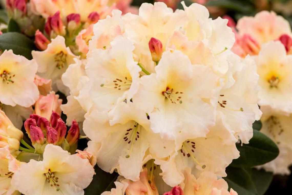 Rhododendron (AJ) 'Hino Crimson' - Immergrun / Garden Center Eshop - photo 11