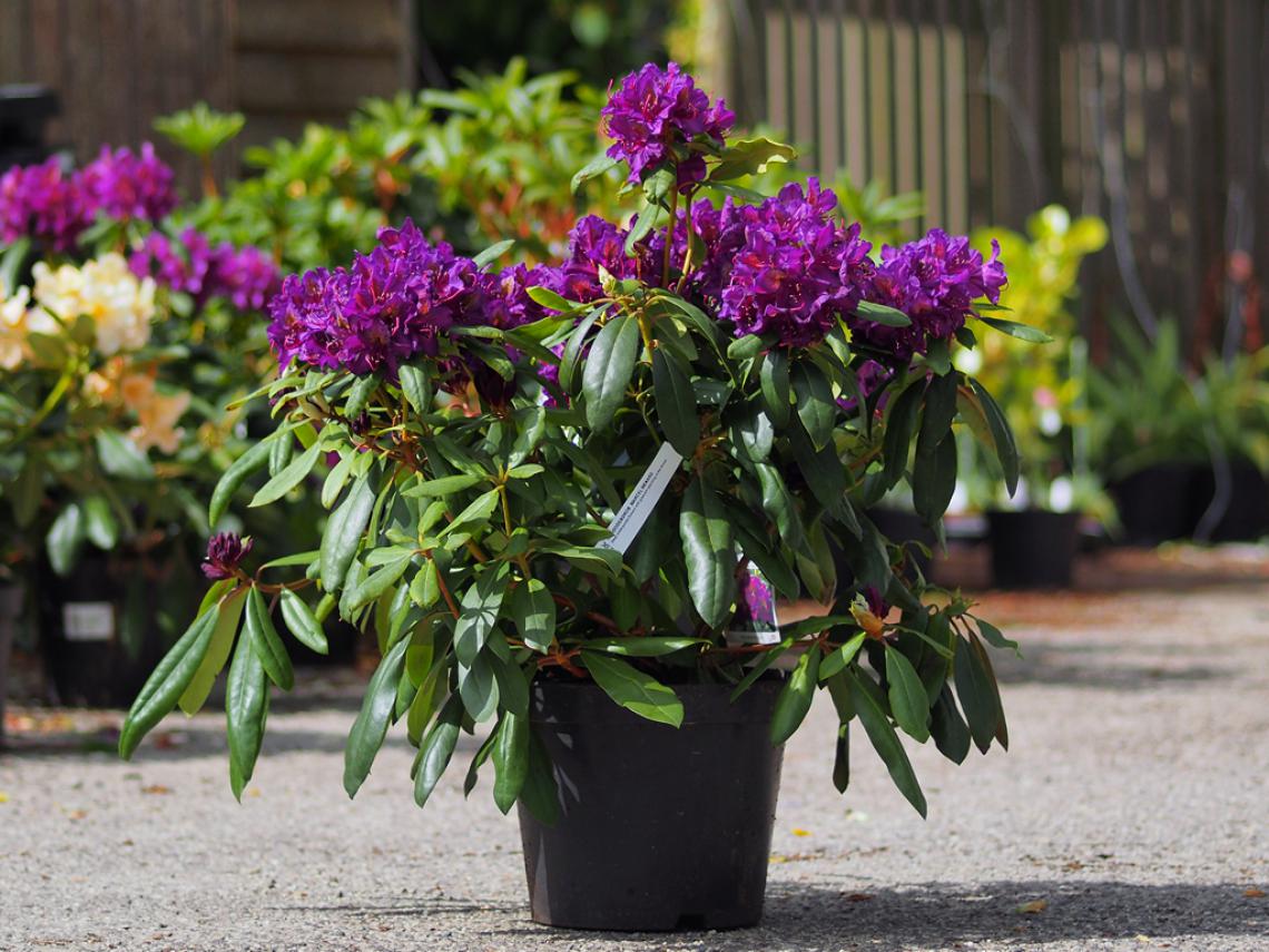 Rhododendron 'Markeeta's Prize' - Immergrun / Garden Center Eshop - photo 13