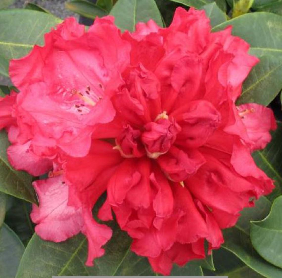 Rhododendron ponticum 'Variegatum' - Immergrun / Garden Center Eshop - photo 6